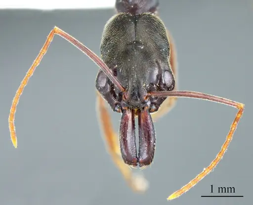 Odontomachus brunneus specimen