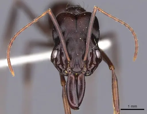 Odontomachus caelatus specimen