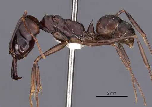 Odontomachus caelatus specimen