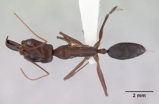 Odontomachus cephalotes specimen