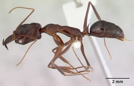 Odontomachus cephalotes specimen