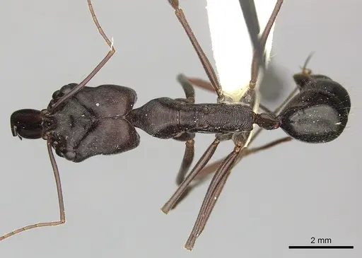 Odontomachus cephalotes - CASENT0270617