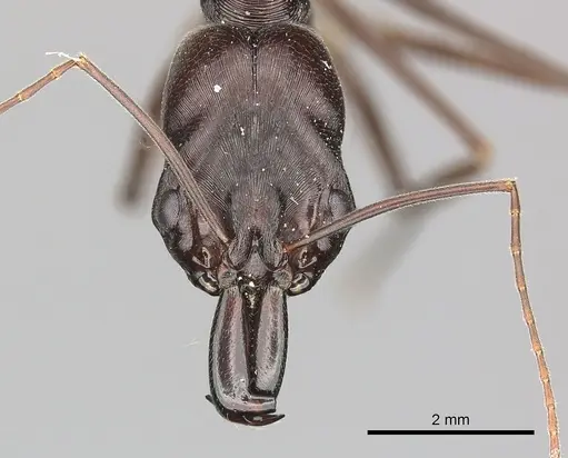 Odontomachus cephalotes - CASENT0270617