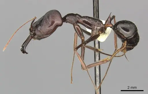 Odontomachus cephalotes - CASENT0270617