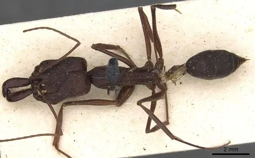 Odontomachus cephalotes - CASENT0901336