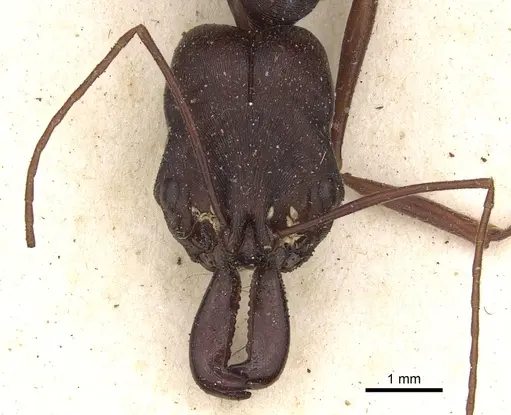 Odontomachus cephalotes - CASENT0901336