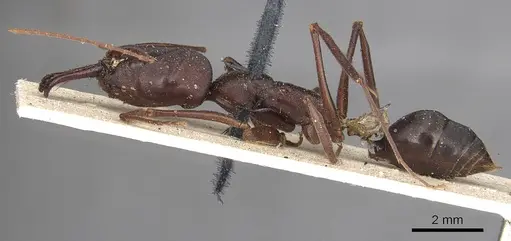 Odontomachus cephalotes - CASENT0901336