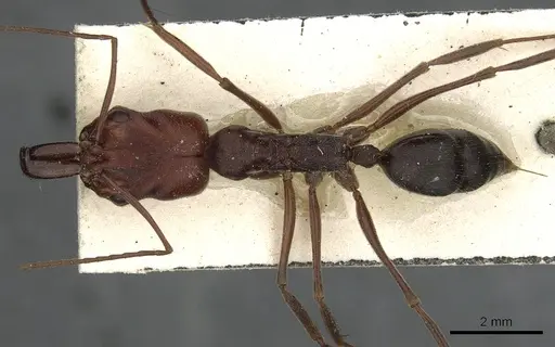 Odontomachus cephalotes - CASENT0901489