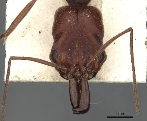 Odontomachus cephalotes - CASENT0901489