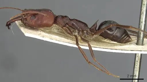 Odontomachus cephalotes - CASENT0901489