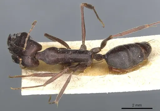 Odontomachus cephalotes - CASENT0904003