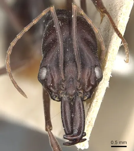 Odontomachus cephalotes - CASENT0904003