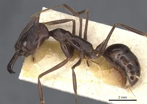 Odontomachus cephalotes - CASENT0904003