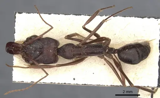 Odontomachus cephalotes - CASENT0904004