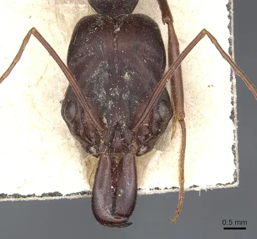 Odontomachus cephalotes - CASENT0904004