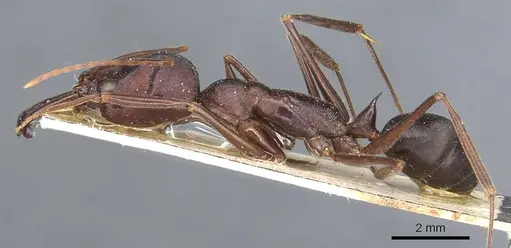 Odontomachus cephalotes - CASENT0904004