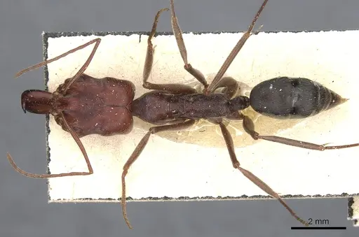 Odontomachus cephalotes - CASENT0904005