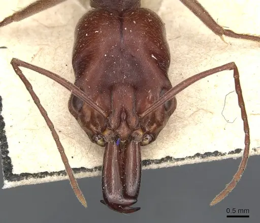 Odontomachus cephalotes - CASENT0904005