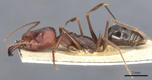 Odontomachus cephalotes - CASENT0904005