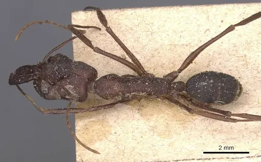 Odontomachus cephalotes - CASENT0907437