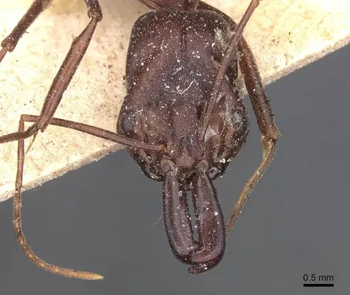 Odontomachus cephalotes - CASENT0907437