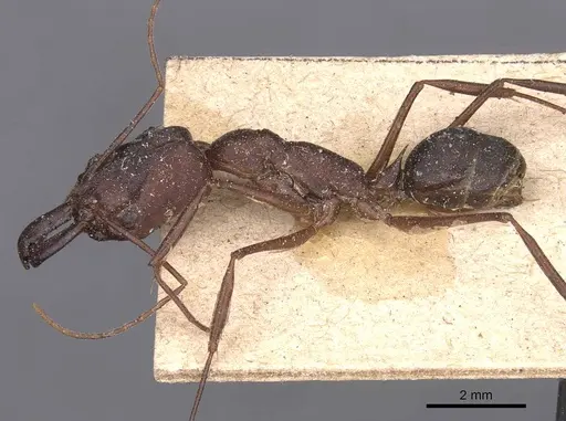 Odontomachus cephalotes - CASENT0907437