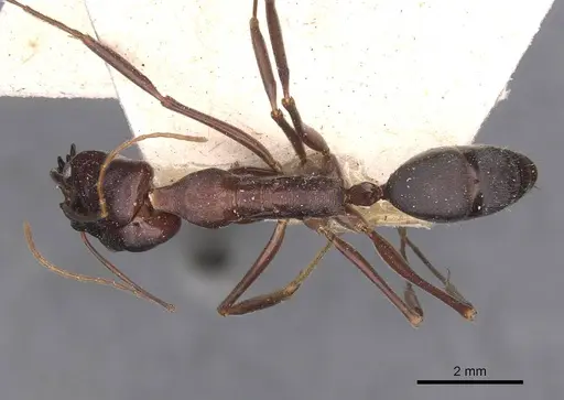 Odontomachus cephalotes - CASENT0907441