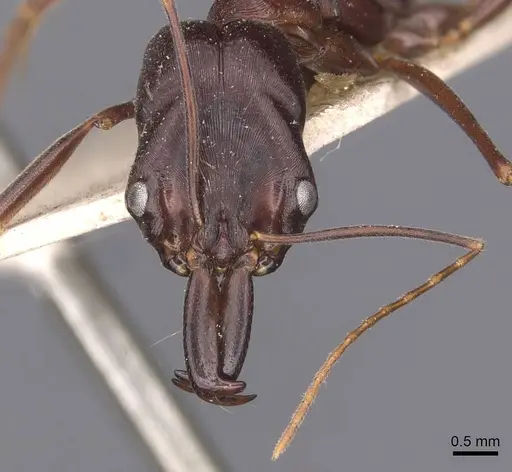 Odontomachus cephalotes - CASENT0907441