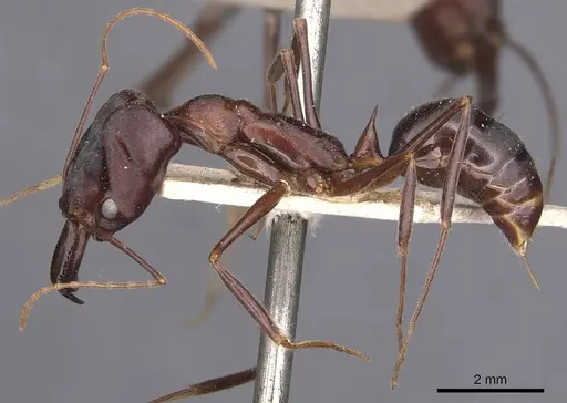 Odontomachus cephalotes - CASENT0907441