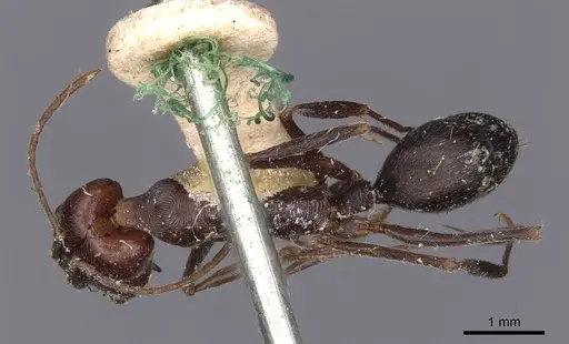 Odontomachus cephalotes - CASENT0907442