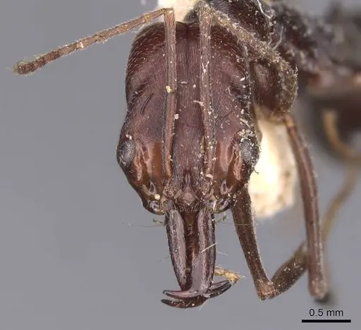 Odontomachus cephalotes - CASENT0907442