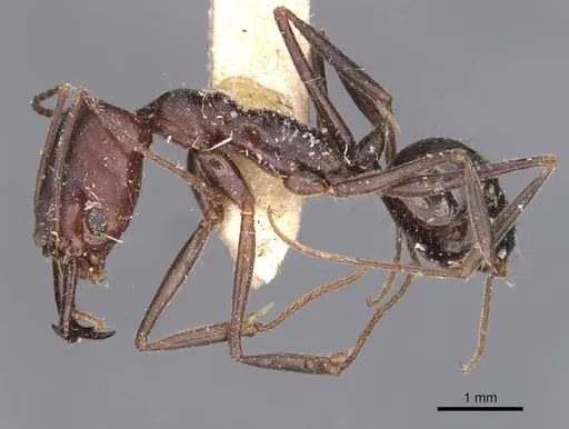 Odontomachus cephalotes - CASENT0907442