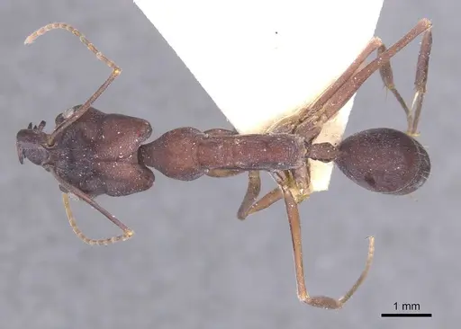 Odontomachus cephalotes - CASENT0915241