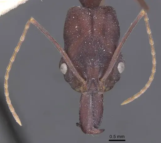 Odontomachus cephalotes - CASENT0915241