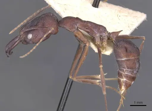 Odontomachus cephalotes - CASENT0915241