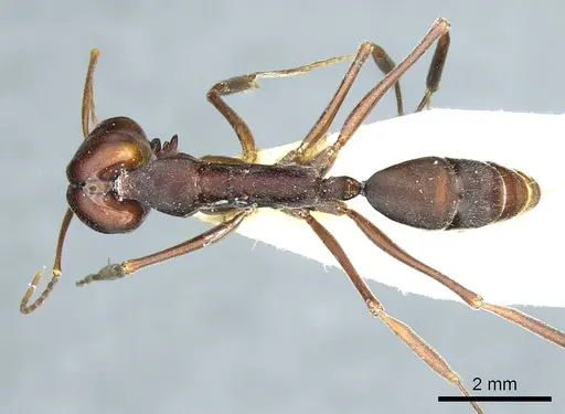 Odontomachus cephalotes - CASENT0915897