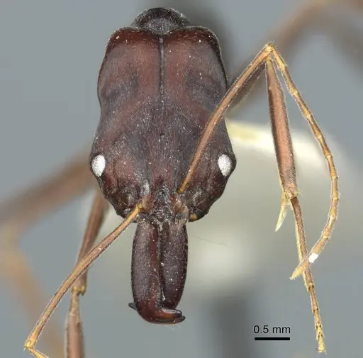 Odontomachus cephalotes - CASENT0915897