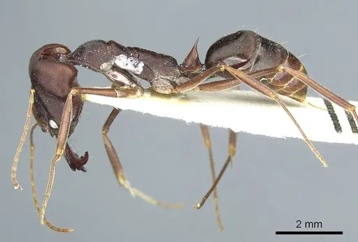 Odontomachus cephalotes - CASENT0915897