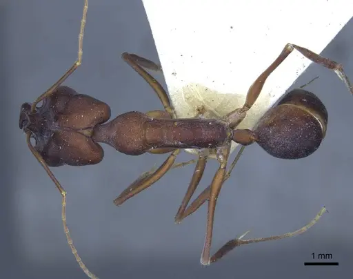 Odontomachus cephalotes - CASENT0916850