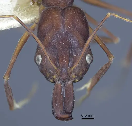 Odontomachus cephalotes - CASENT0916850