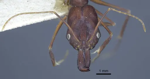 Odontomachus cephalotes - CASENT0916850