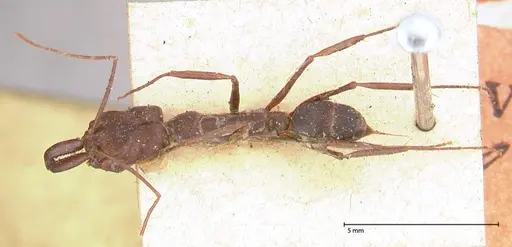 Odontomachus cephalotes - FOCOL0582