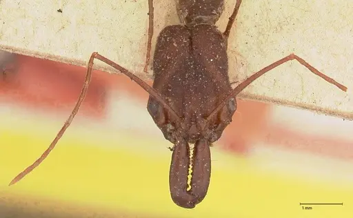 Odontomachus cephalotes - FOCOL0582