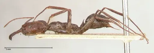Odontomachus cephalotes - FOCOL0582