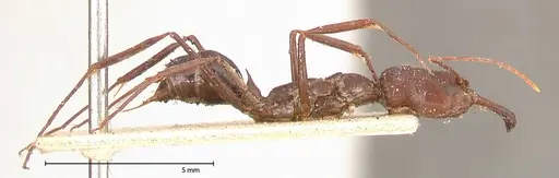 Odontomachus cephalotes - FOCOL0582
