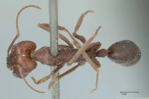 Odontomachus cephalotes - FOCOL1071