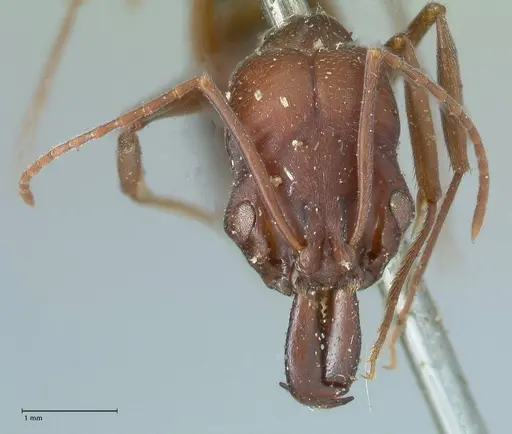 Odontomachus cephalotes - FOCOL1071