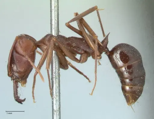 Odontomachus cephalotes - FOCOL1071