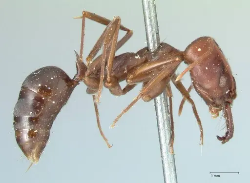 Odontomachus cephalotes - FOCOL1071