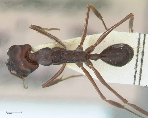 Odontomachus cephalotes - FOCOL1075